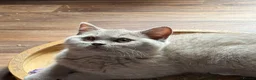 British Shorthair cats for sale: GCcf BSH two boys  - Advert 5