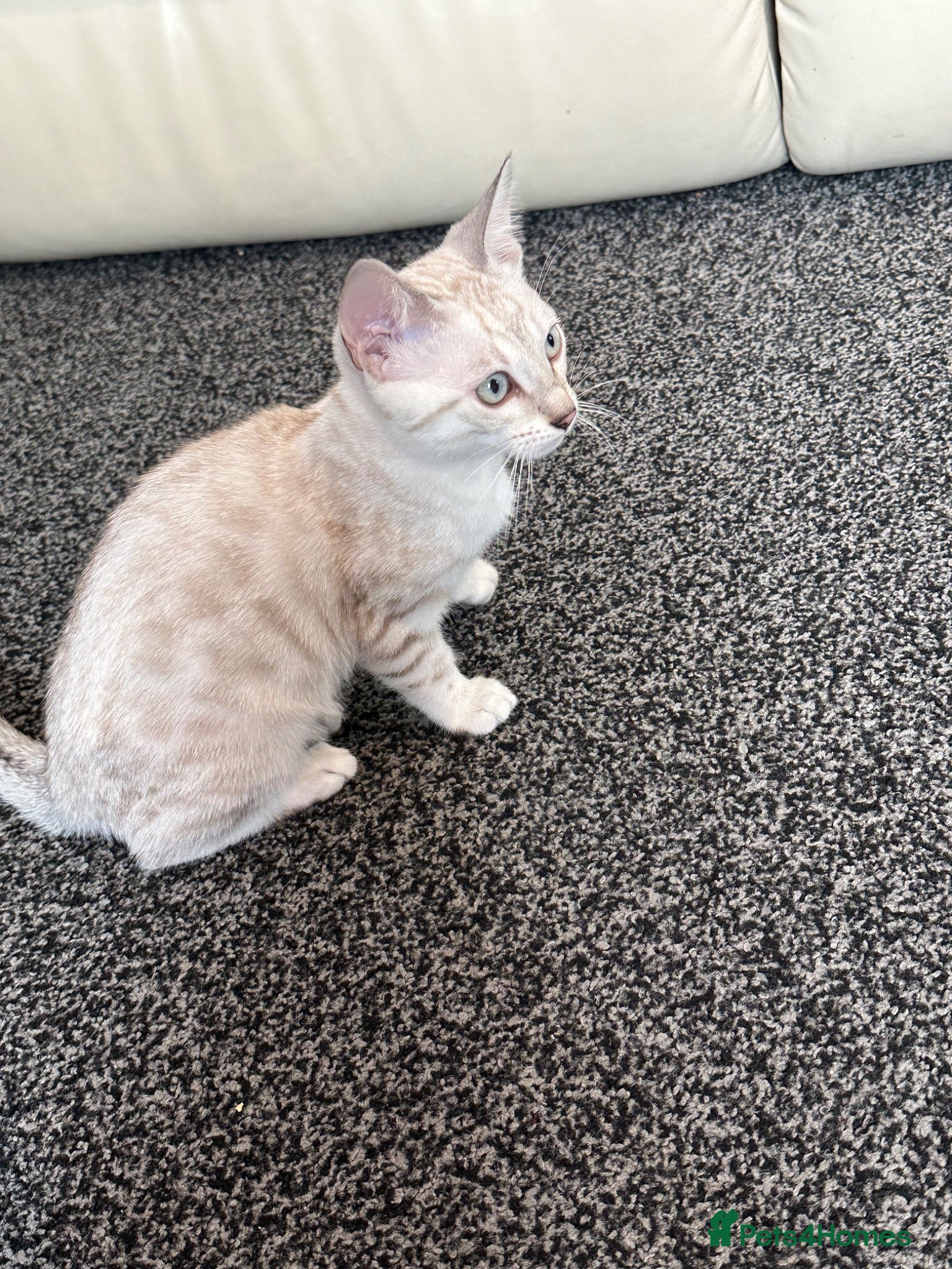 Bengal cats Snow Bengal with accessories  - Advert 3