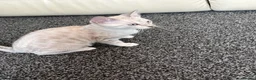 Bengal cats for sale: Snow Bengal with accessories  - Advert 1