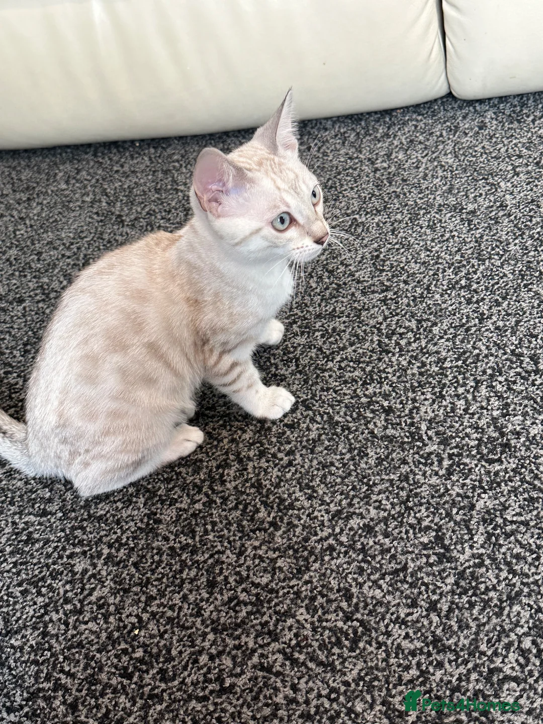 Bengal cats for sale: Snow Bengal with accessories  - Advert 1