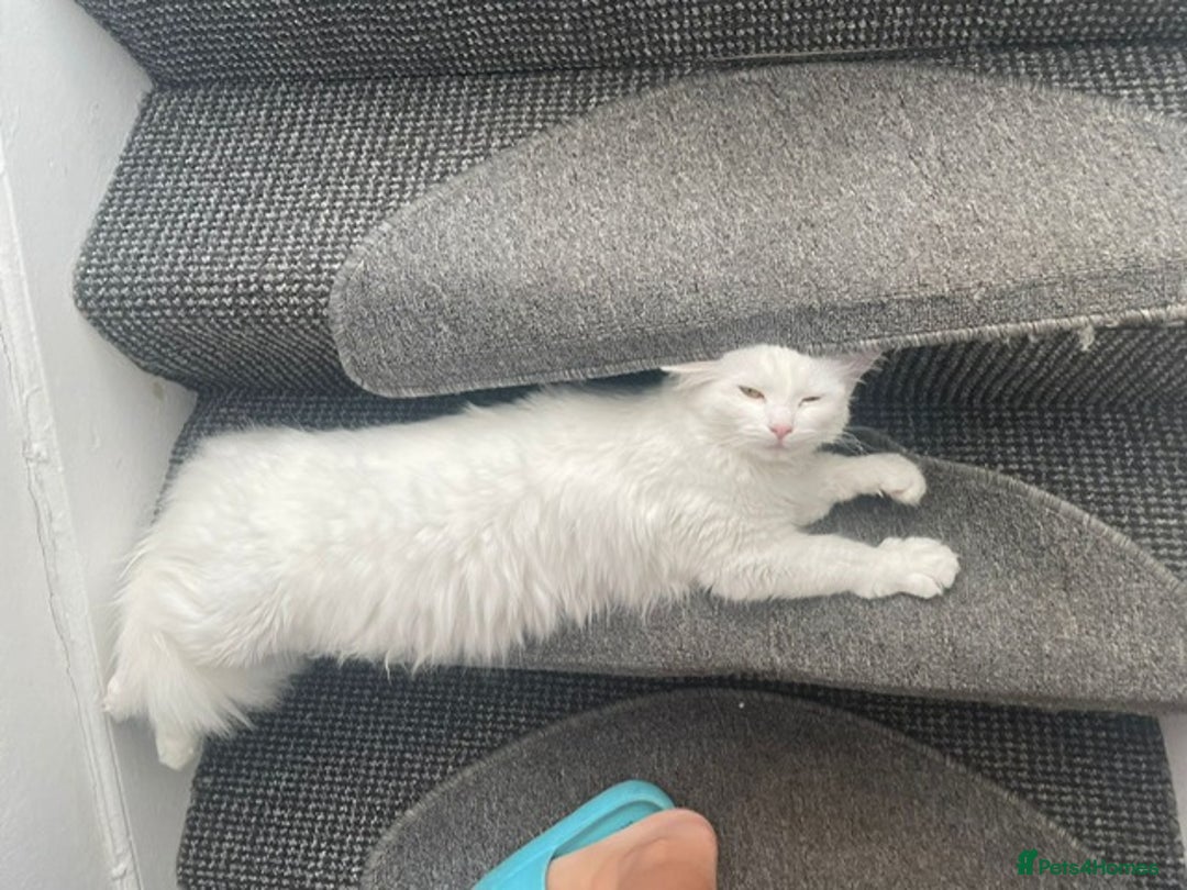 Turkish Angora cats for sale: Snowy Turkish Angora 2 years old female - Image 7