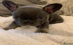 French Bulldog dogs for sale: Beautiful French Bulldogs  - Image 5
