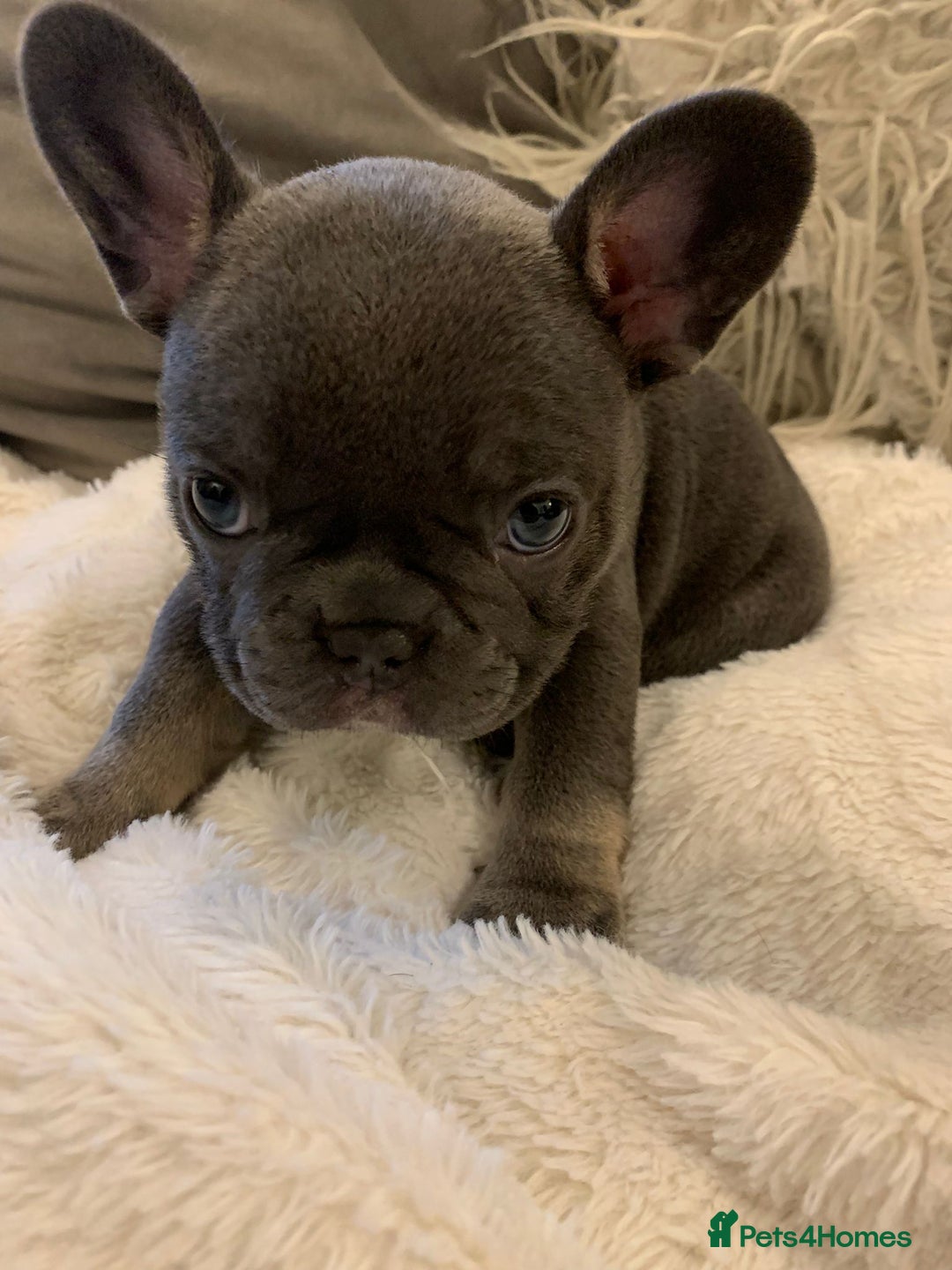 French Bulldog dogs for sale: Beautiful French Bulldogs  - Image 5