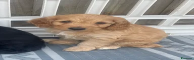 Cockapoo Puppy 1