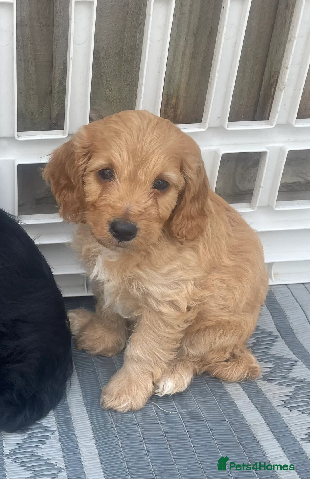 Cockapoo dogs for sale: Lovely miniature cockatoos for sale - Advert 2