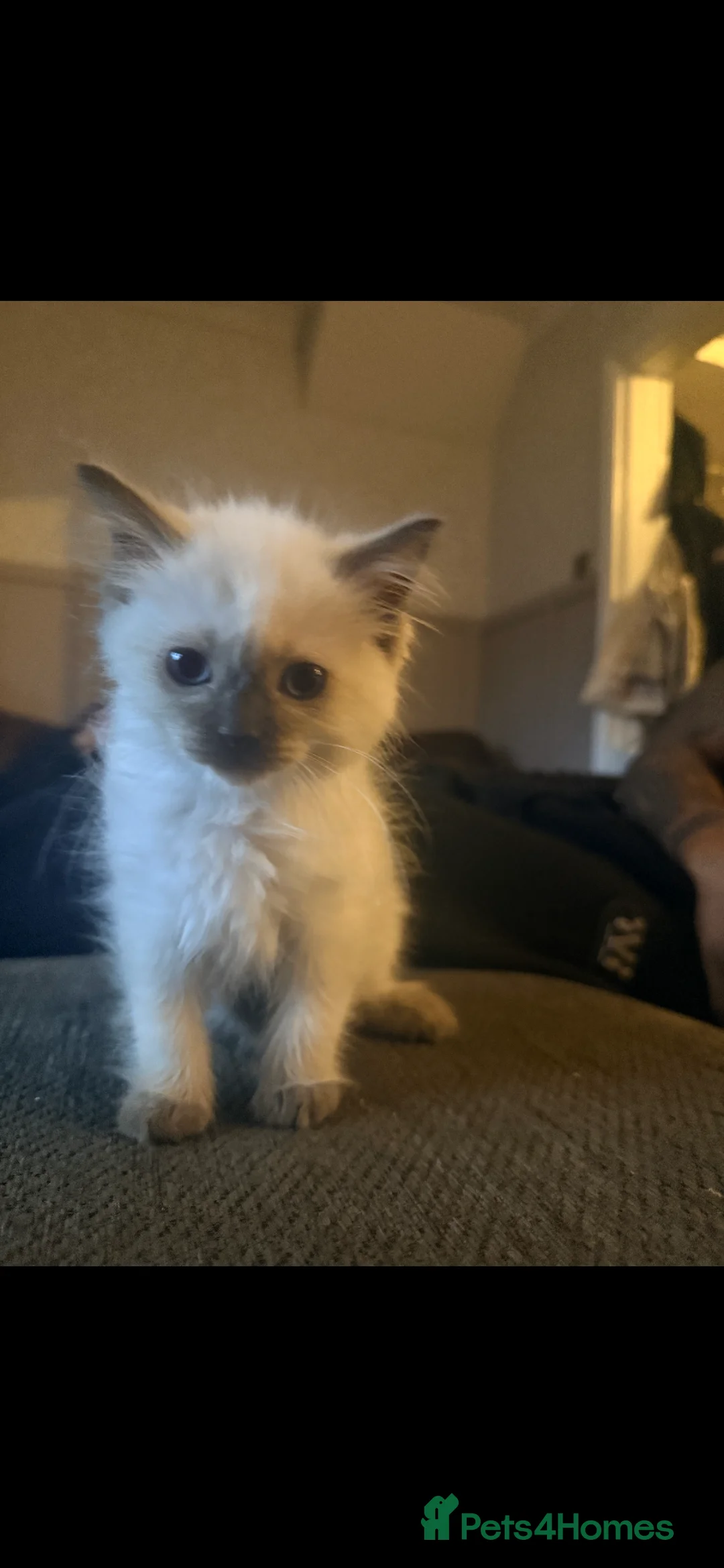 Ragdoll cats for sale: Beautiful chunky pure Ragdoll kittes - Advert 2
