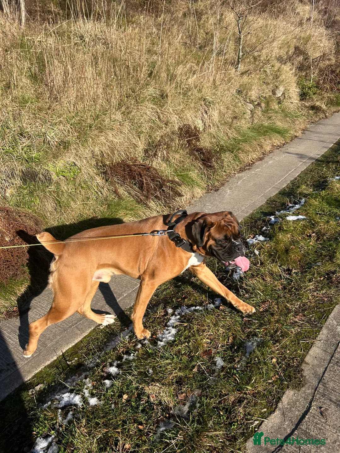 Boxer dogs for stud: Proven Tailed KC Reg Stud, health tested & heart 0 - Advert 20
