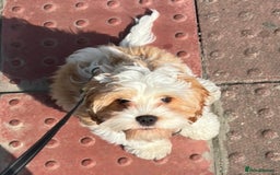 Cavapoo dogs for sale: Miniature Australian Cavadoodles - Image 20