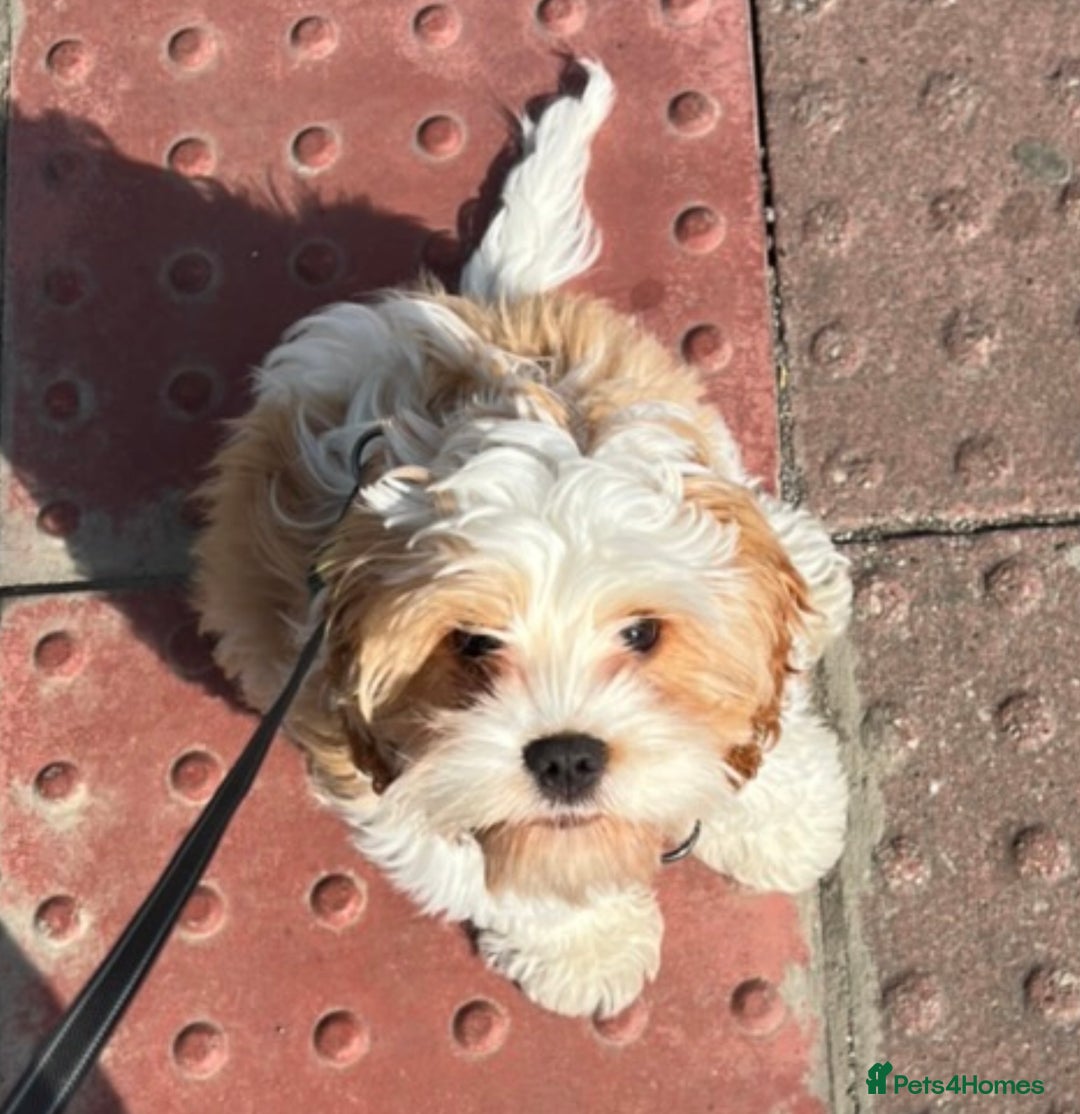 Cavapoo dogs for sale: Miniature Australian Cavadoodles - Image 20