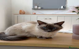 Maine Coon cats for sale: Maine Coon X Ragdoll Kittens 🐱 - Image 10