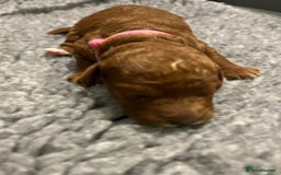 Labradoodle dogs for sale: Mini Red Labradoodle 🧬 clear  - Image 19