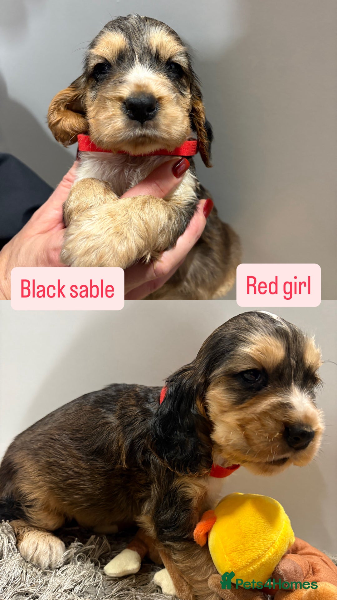 Cocker Spaniel dogs for sale: ✨STUNNING SABLE SHOW TYPE COCKER SPANIEL PUPPIES✨ - Advert 11