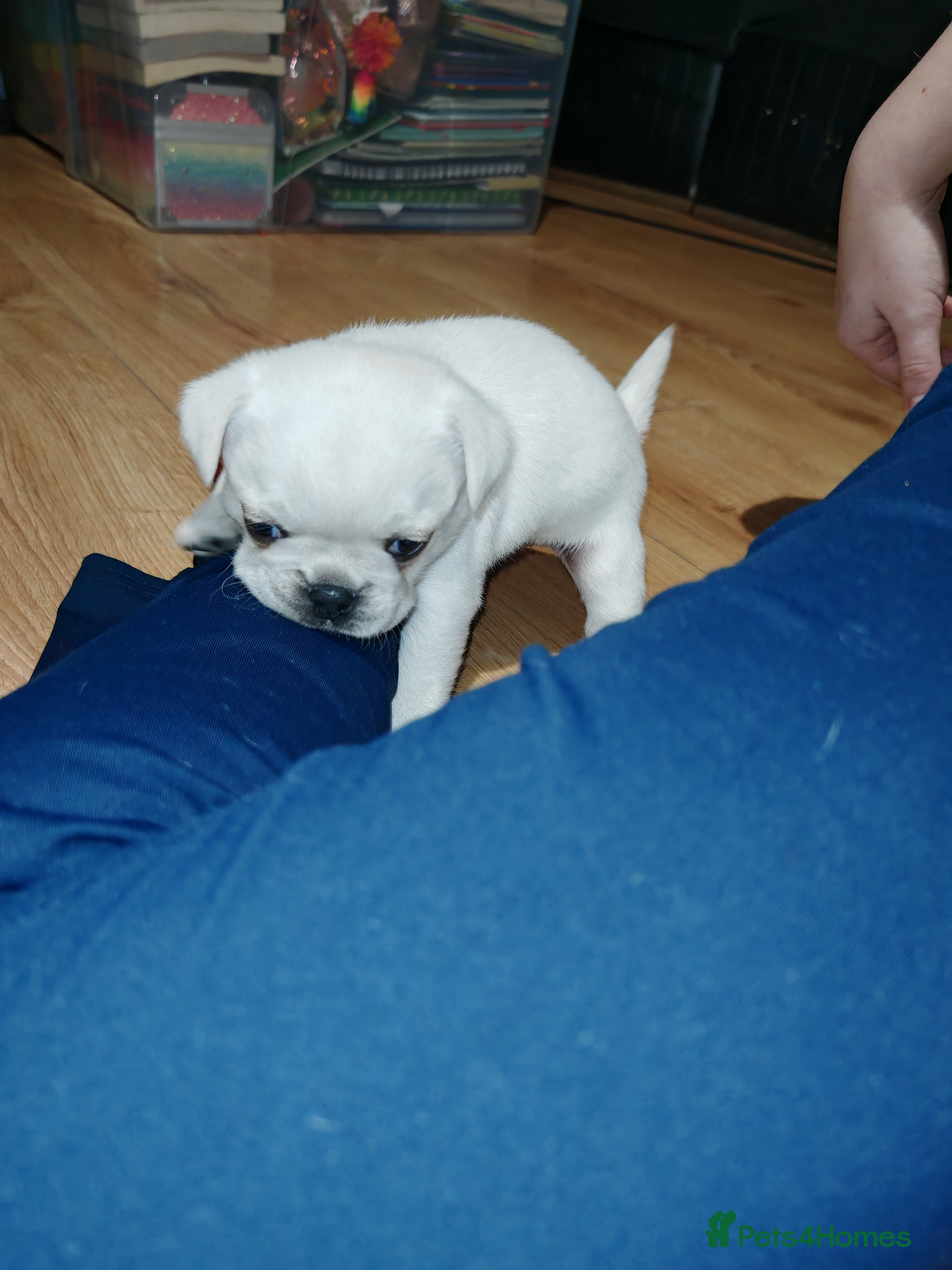 Frug dogs Frug puppies  - Advert 8