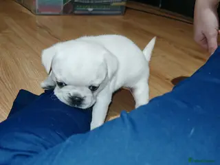 Frug dogs Frug puppies - Advert 8