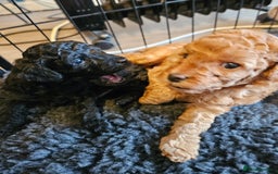 Miniature Poodle dogs for sale: Beautiful Health Tested Poodles - Advert 19