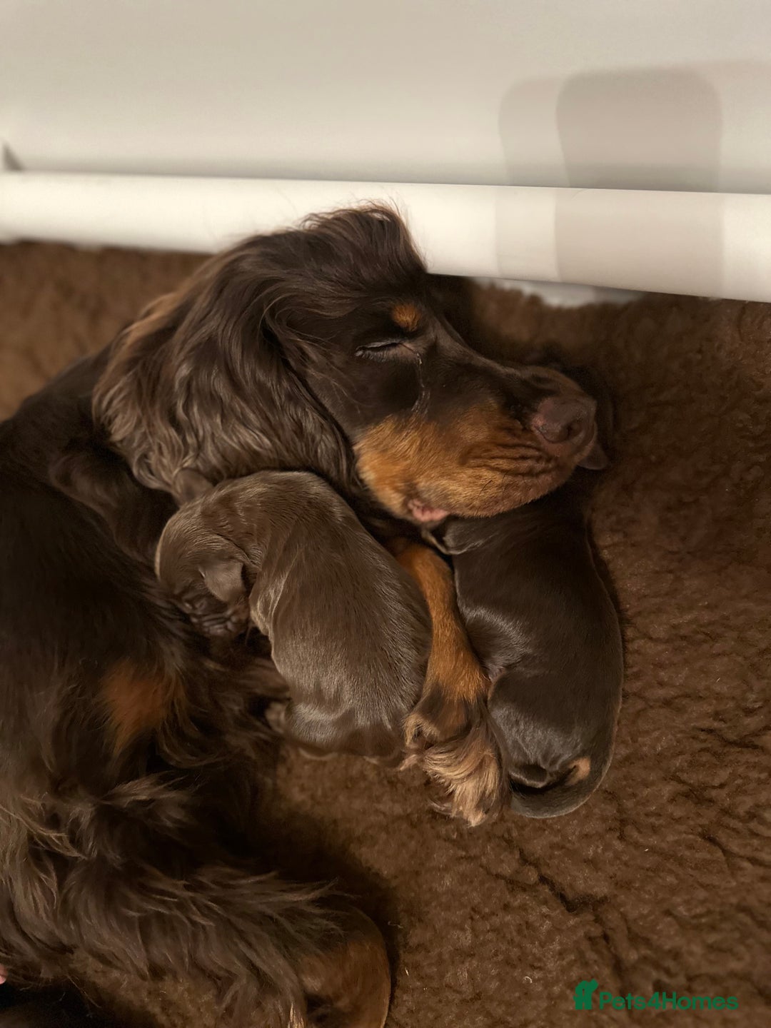 Cocker Spaniel dogs for sale: Stunning KC reg working cocker spaniel puppies  - Advert 4