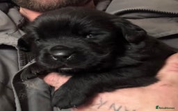 Newfoundland dogs for sale: Stunning Newfoundland X  - Image 3