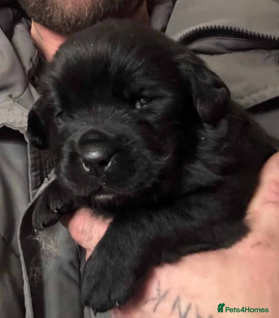 Newfoundland dogs for sale: Stunning Newfoundland X  - Image 3