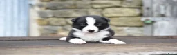 Border Collie dogs for sale: ISDS registered pups from amazing lines - Advert 19