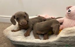 Dachshund dogs for sale: Beautiful Isabella pups exceptional quality  - Image 35