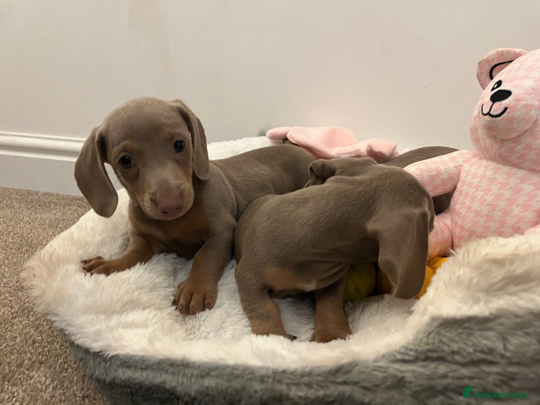 Dachshund dogs for sale: Beautiful Isabella pups exceptional quality  - Image 35