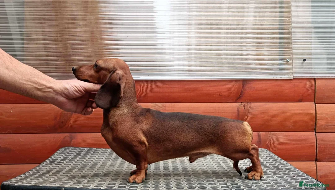 Miniature Dachshund dogs for sale: Miniature dachshund puppies  - Advert 6