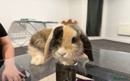 Mini Lop rabbits for sale: Bonded mini lop siblings, 4months old. - Image 7
