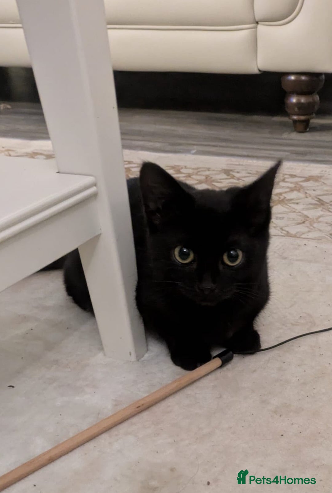 Mixed Breed cats for sale: 3 female kittens - Advert 5