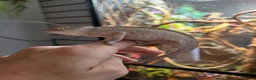 Chameleon reptiles for sale: Panther Chameleon  - Advert 5