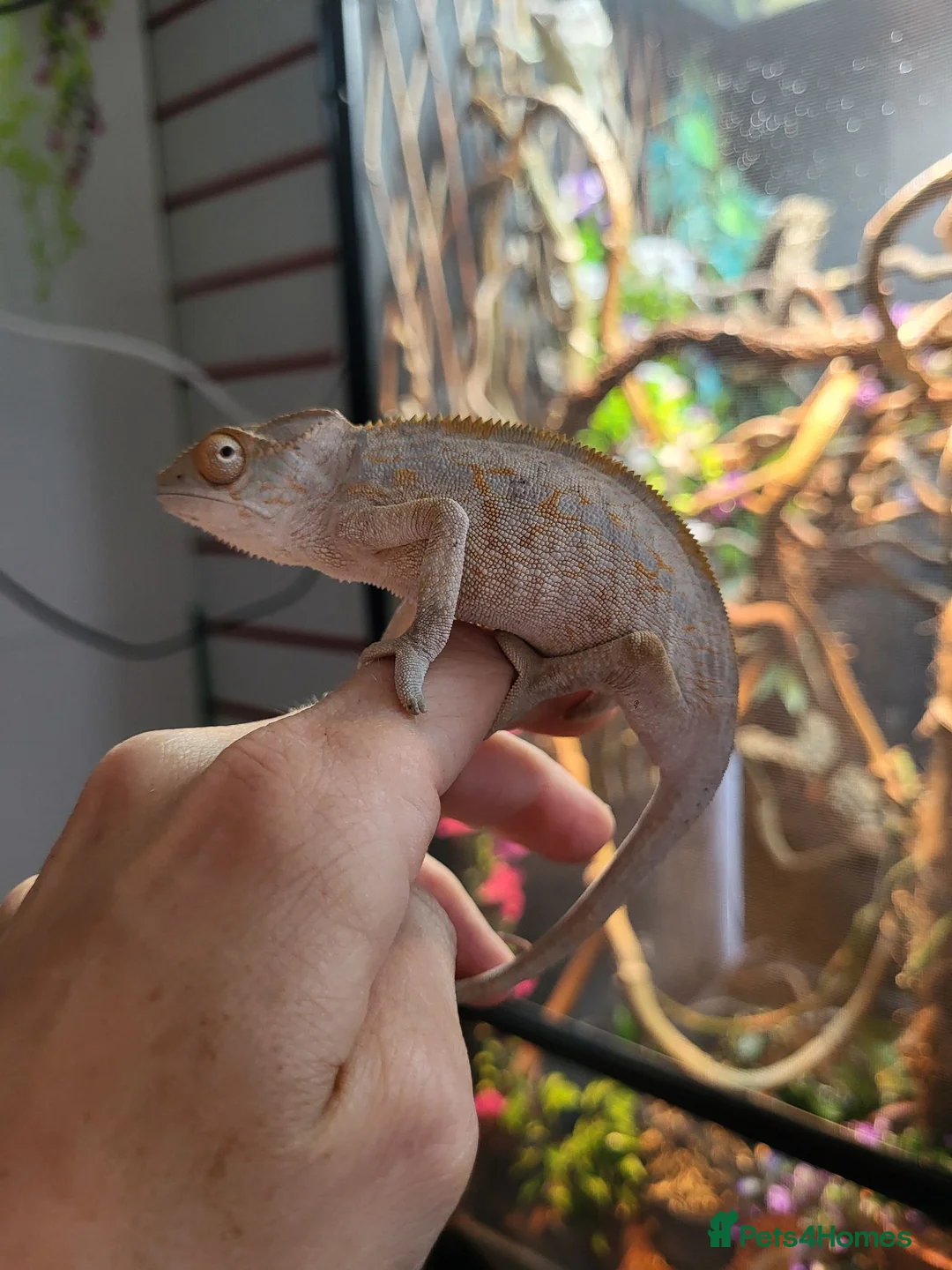 Chameleon reptiles for sale: Panther Chameleon  - Advert 5