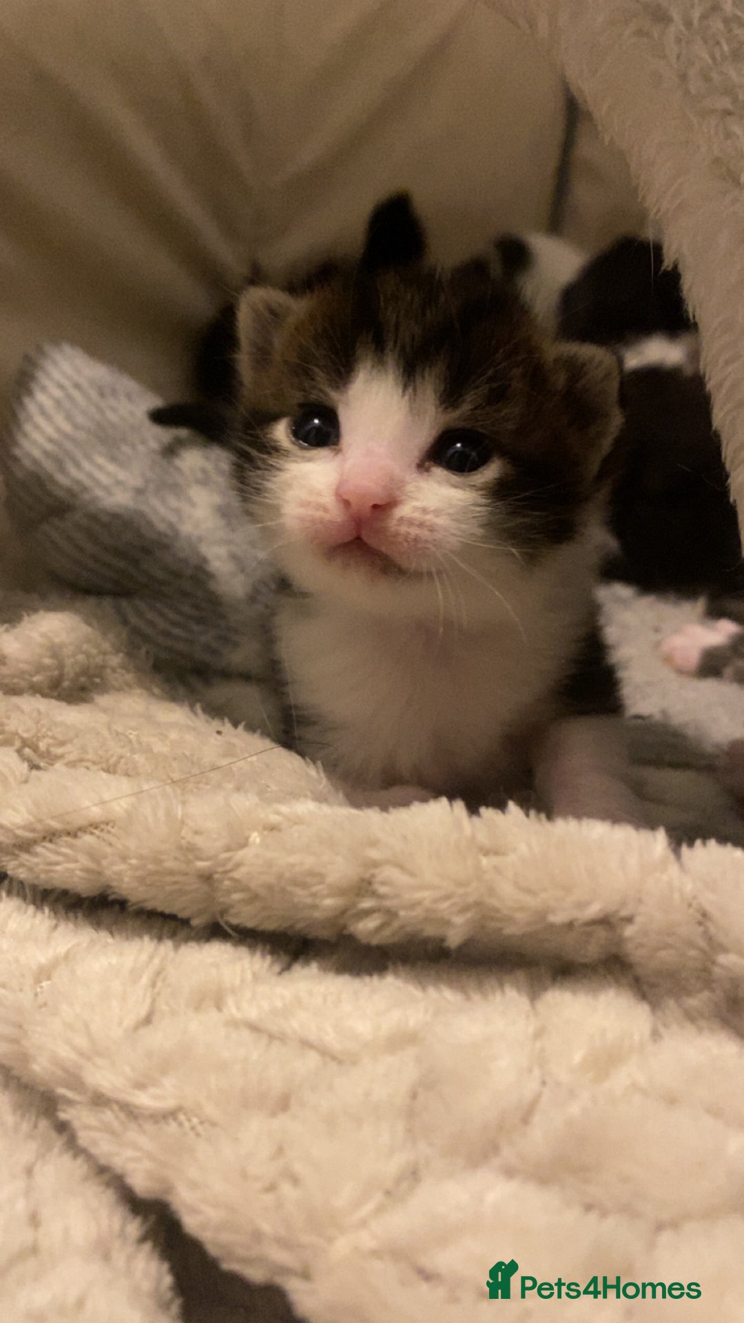 Mixed Breed cats for sale: Ragdoll/Mixed Breed Kittens for Sale - Image 5