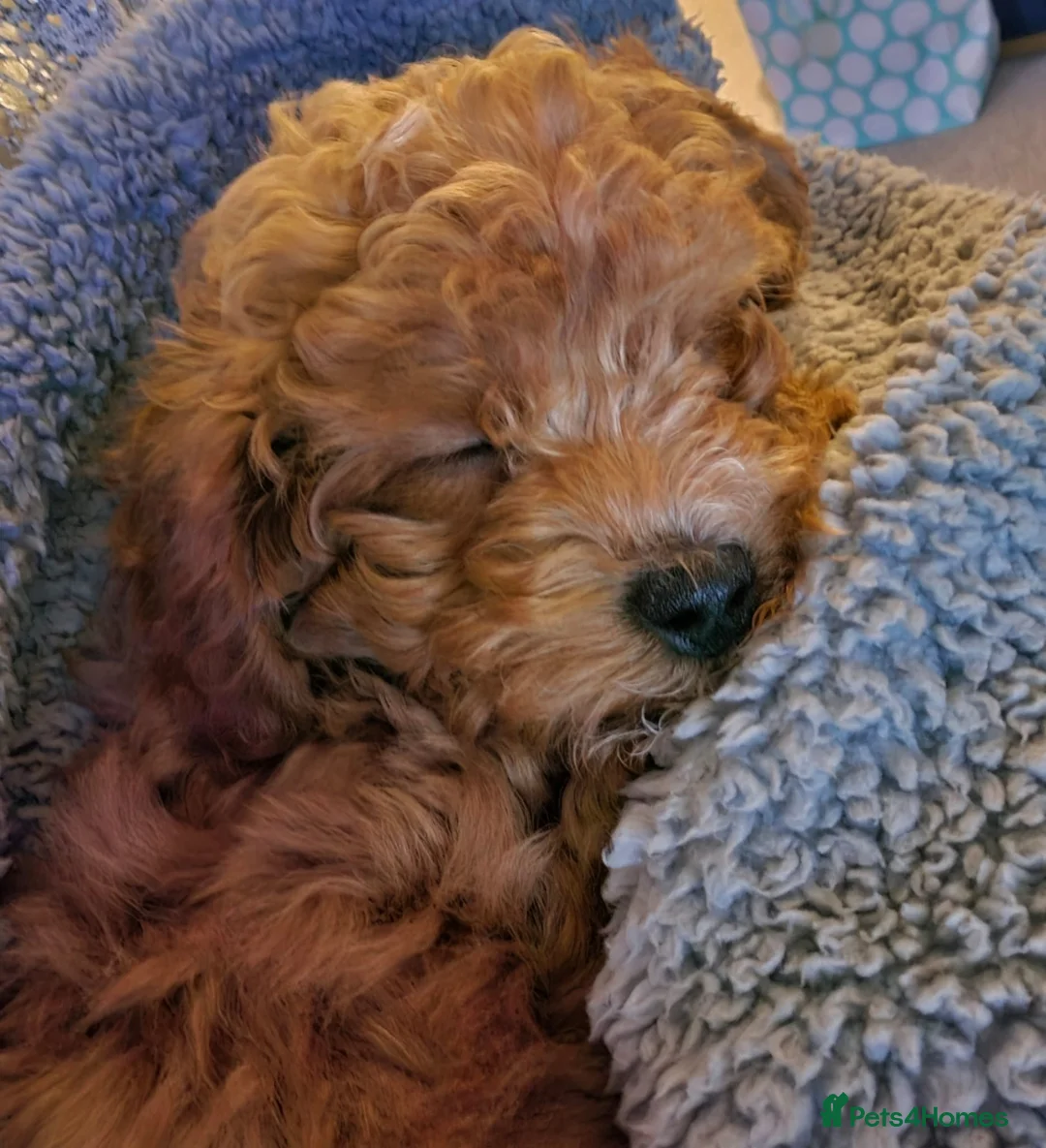 Cavapoo dogs for sale:  1 boy remaining. Health tested stunning cavapoos - Advert 28