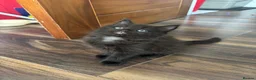 Mixed Breed cats for sale: Half ragdoll kittens! - Advert 7