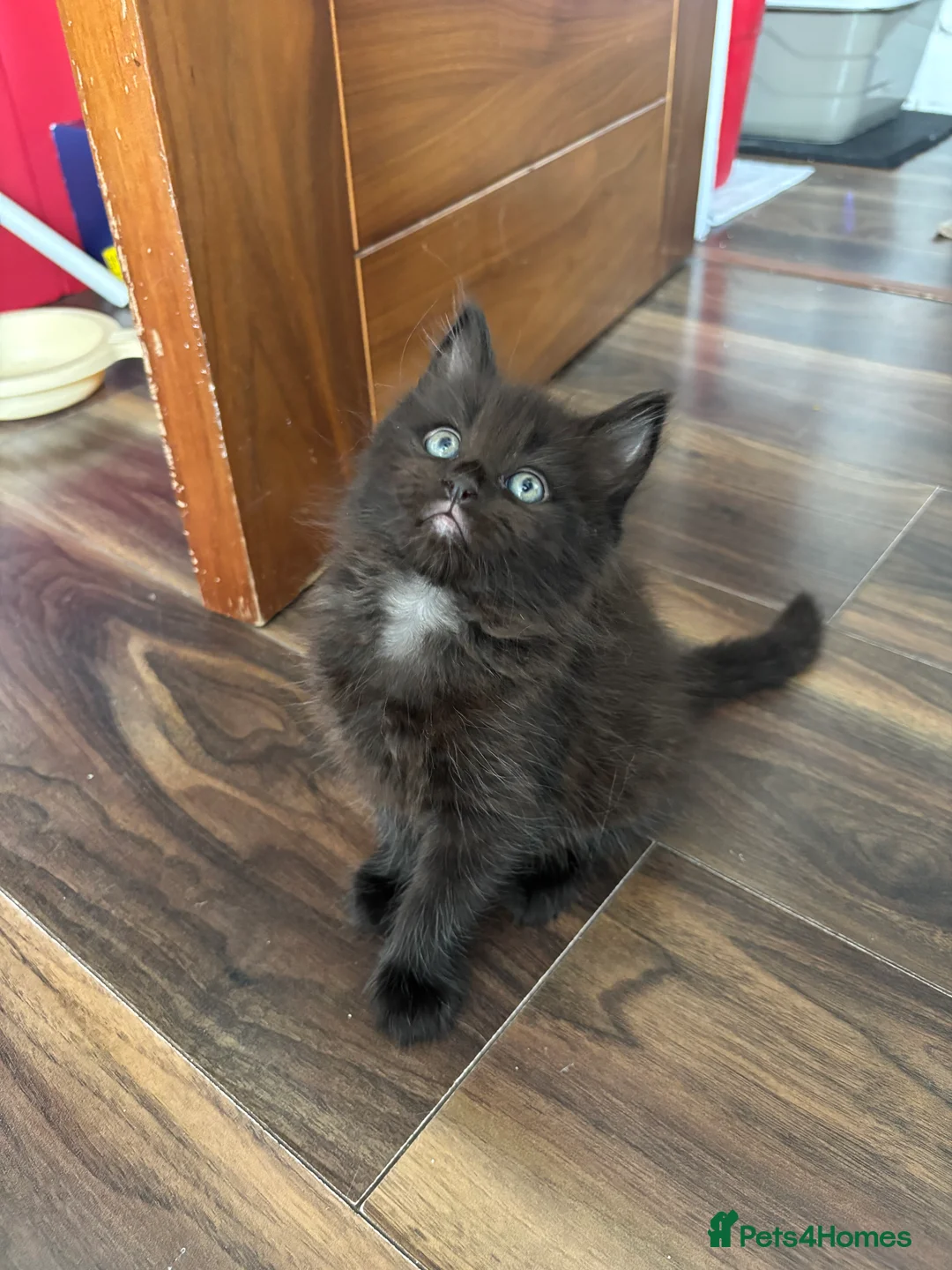 Mixed Breed cats for sale: Half ragdoll kittens! - Advert 7
