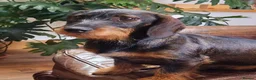 Dachshund dogs for sale: Standard Wired Haired Daschund/ Teckle  - Advert 11