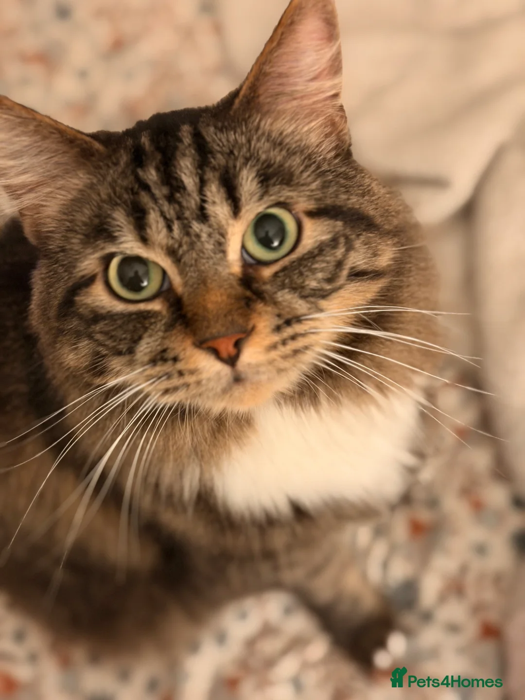 Domestic Shorthair cats for sale: Sweet Tabby Boy Looking for a Loving Home - Advert 1