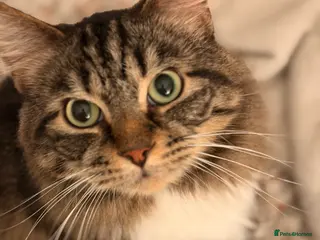Domestic Shorthair cats Sweet Tabby Boy Looking for a Loving Home - Advert 1