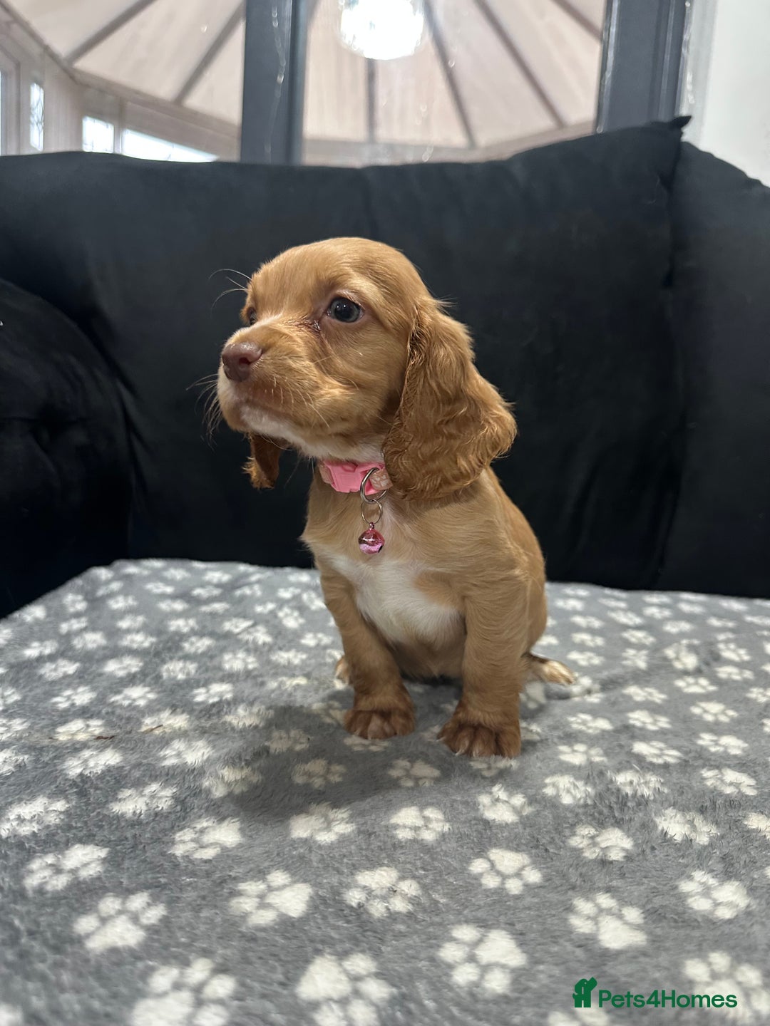 Cocker Spaniel dogs for sale: 3 beautiful cocker spaniel puppies left  - Advert 24