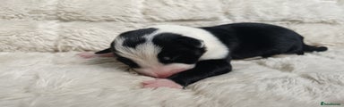 Border Collie Puppy 2