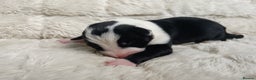 Border Collie dogs for sale: Border collie puppies B/W  - Advert 17