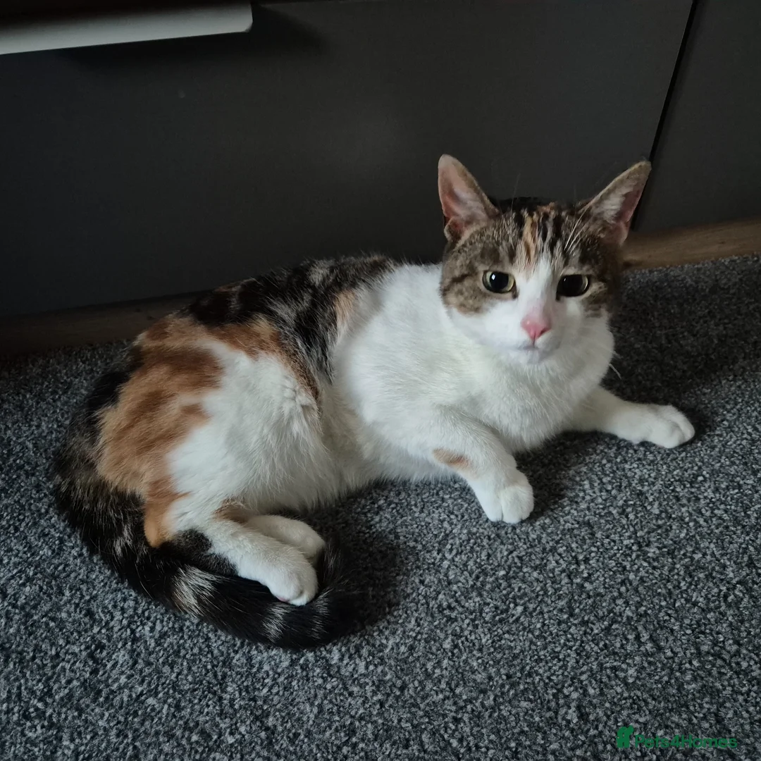 Domestic Shorthair cats for sale: Adorable and Sweet Female Cat - Advert 1
