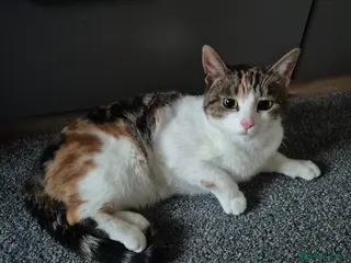 Domestic Shorthair cats Adorable and Sweet Female Cat - Advert 1