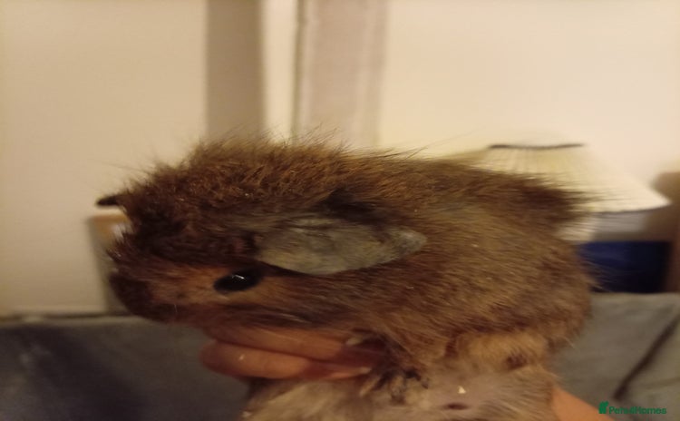Guinea Pig rodents - Advert 6