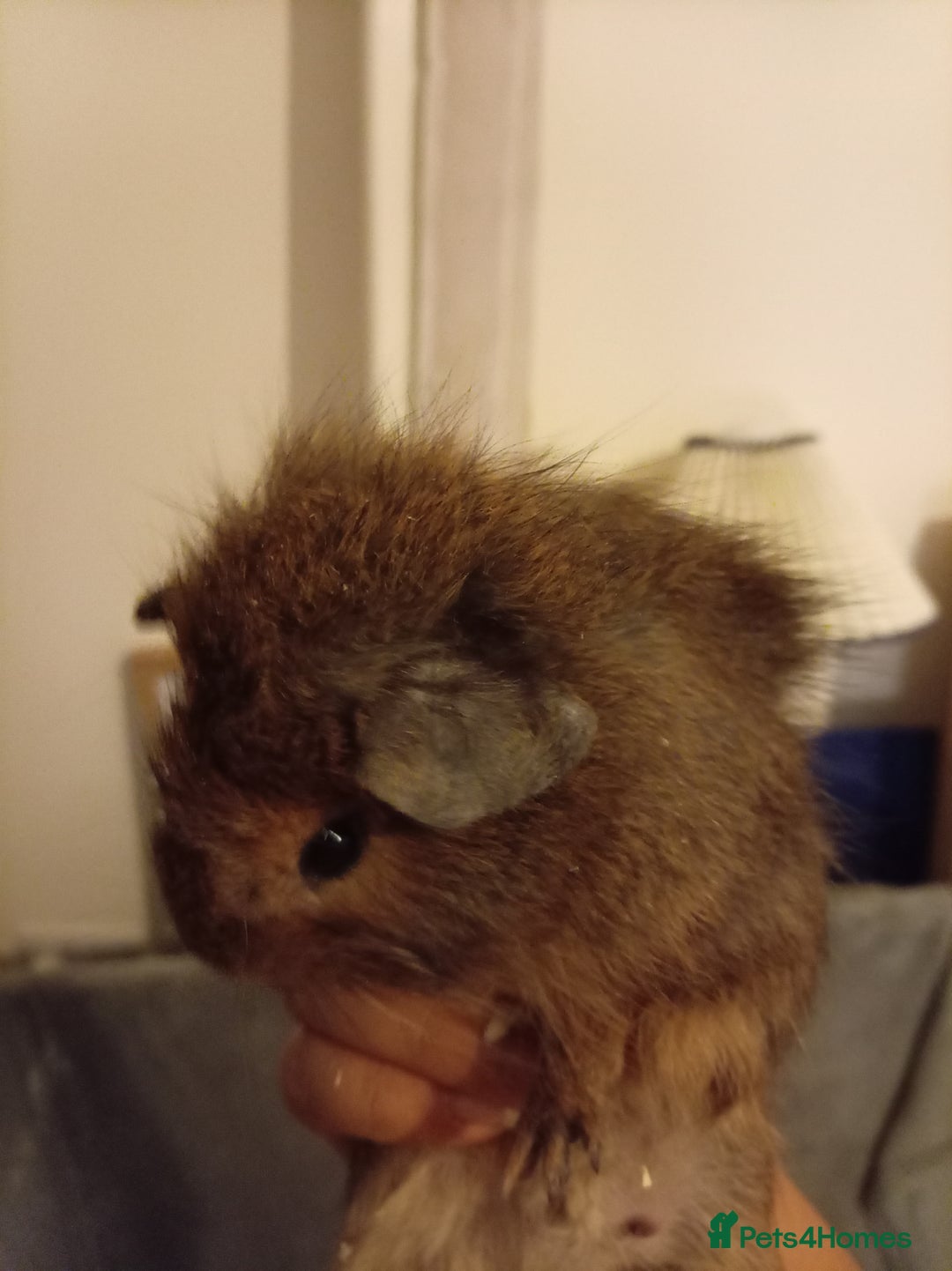 Guinea Pig rodents for sale: Ginea pigs for sale  - Image 1