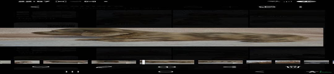 Cream and dapple Girl 2