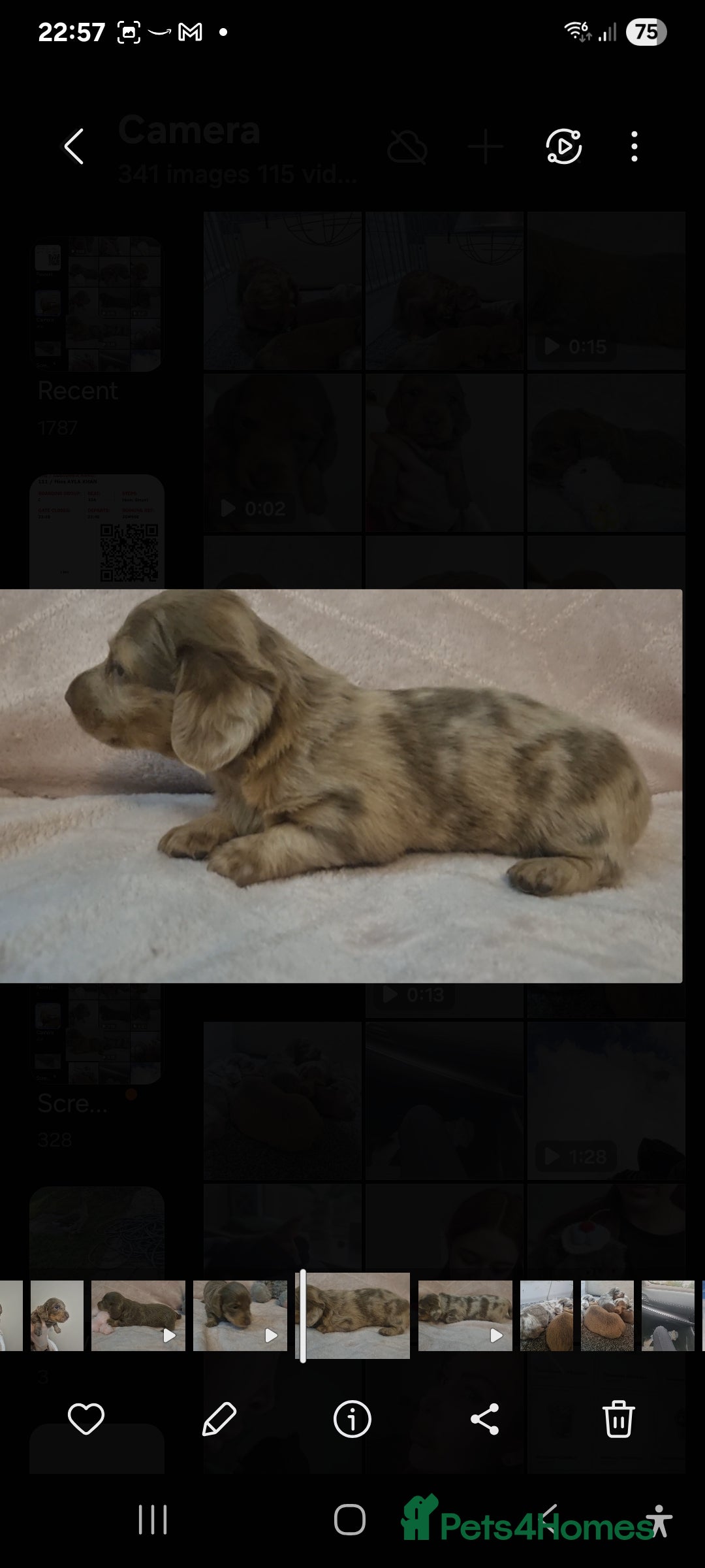 Miniature Dachshund dogs for sale:   Long haired  dachshunds puppies  top quality  - Image 9