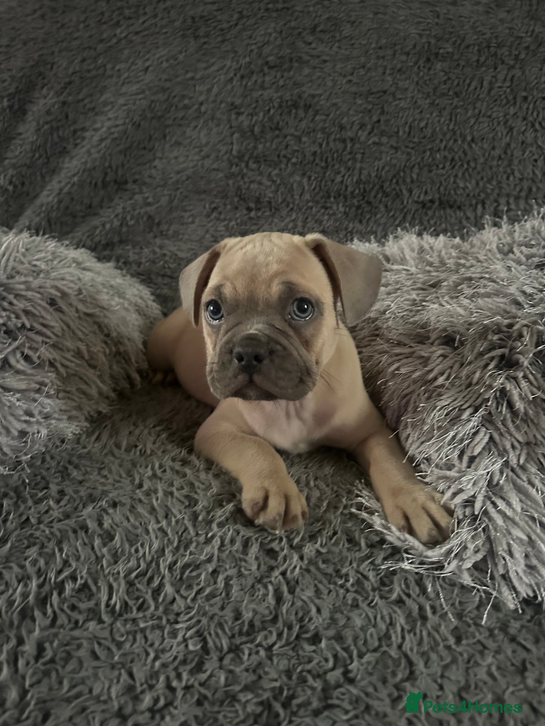 Mixed Breed dogs for sale: Rare breed French Bulldog x English bulldog   - Image 8