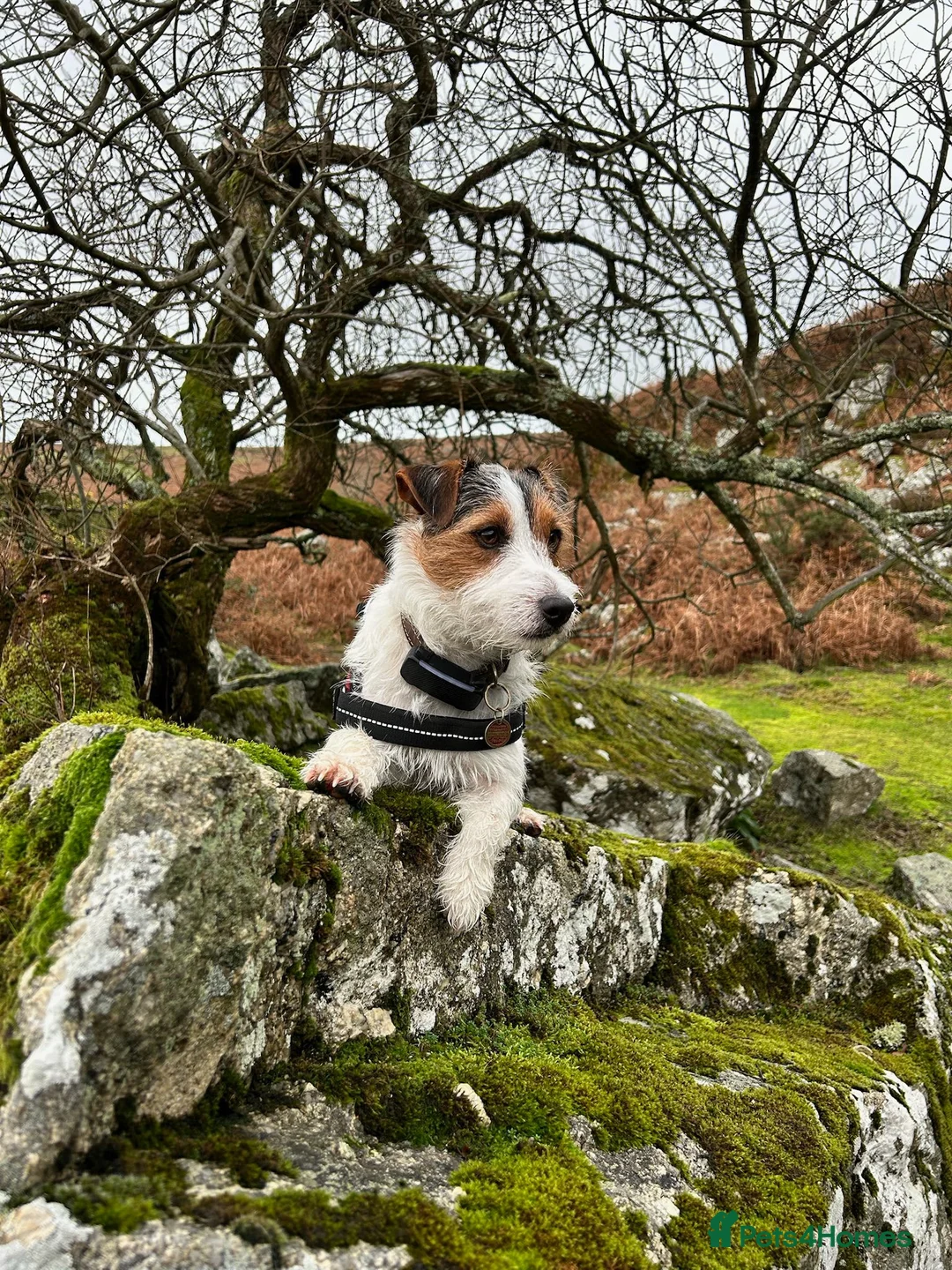 Mixed Breed dogs for sale: Jack Chi puppies, 5 boys, ready end of Feb - Advert 10