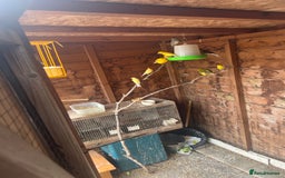 Canaries birds for sale: 15 canaries for sale  - Image 1