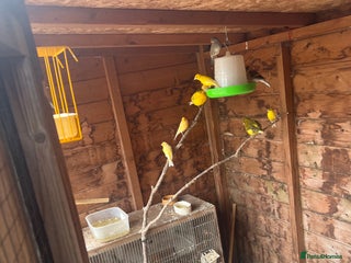 Canaries birds - Advert 11